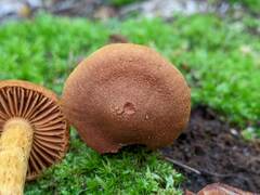 Cortinarius rubellus