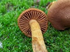 Cortinarius rubellus
