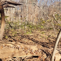 Asimina triloba