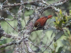 Margarornis squamiger