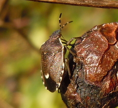 Holcostethus sphacelatus