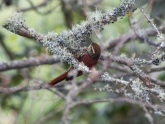 Margarornis squamiger