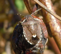 Holcostethus sphacelatus