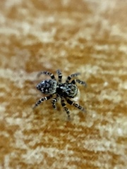 Pseudeuophrys erratica