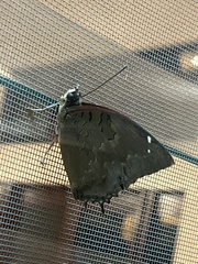 Charaxes