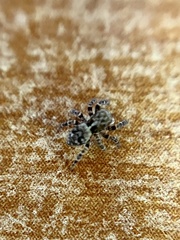 Pseudeuophrys erratica