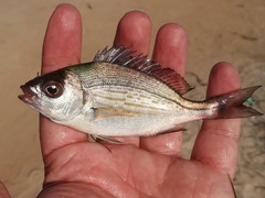 Spondyliosoma cantharus