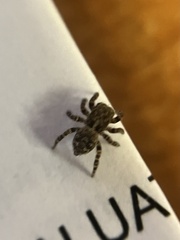 Pseudeuophrys erratica