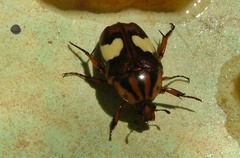 Pedinorrhina trivittata