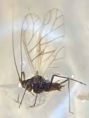 Rhopalosiphina