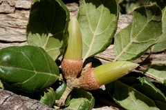 Quercus agrifolia oxyadenia
