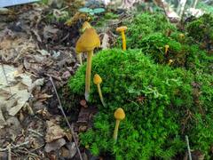 Entoloma luteum