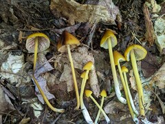 Entoloma luteum