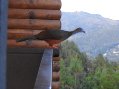 Chamaepetes goudotii