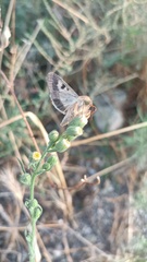 Heliothis