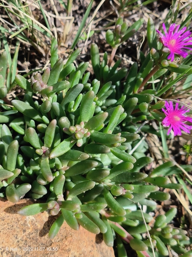 Drakensberg Sheepfig (Delosperma lavisiae)