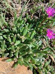 Delosperma lavisiae