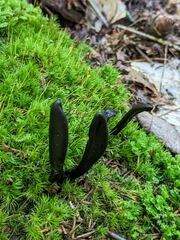 Geoglossum difforme