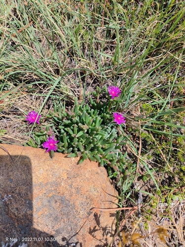 Delosperma lavisiae, photograph 2