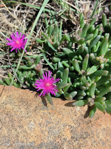 Image of Delosperma lavisiae by (c) Ricus Nel, some rights reserved (CC BY)
