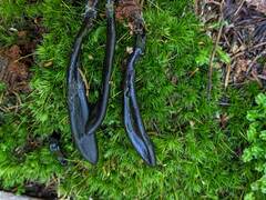 Geoglossum difforme