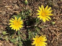 Arctotheca prostrata