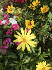 Leucanthemum maximum