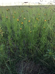 Adenophyllum wrightii