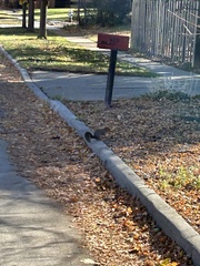 Sciurus niger rufiventer