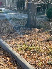 Sciurus niger rufiventer