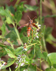 Polistes dorsalis
