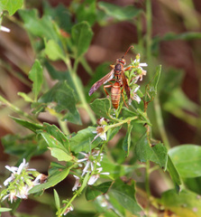 Polistes dorsalis