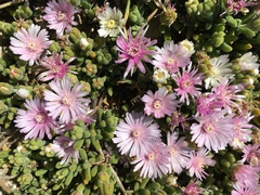 Drosanthemum candens