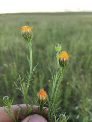 Adenophyllum wrightii