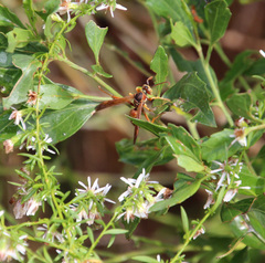 Polistes dorsalis