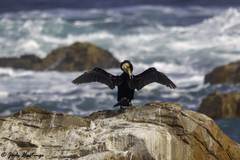 Phalacrocorax carbo lucidus