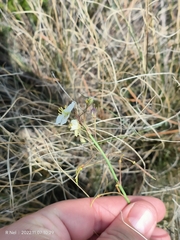 Heliophila carnosa
