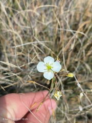 Heliophila carnosa