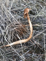 Battarrea phalloides