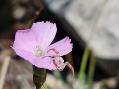 Thomisus citrinellus