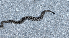 Crotalus adamanteus
