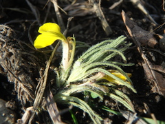 Ajuga chamaepitys chia