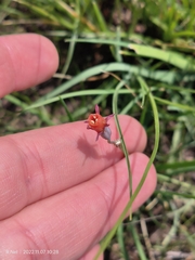 Tulbaghia acutiloba