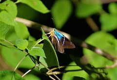 Astraptes fulgerator azul