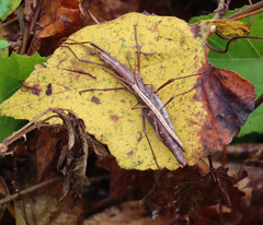 Anisomorpha buprestoides