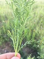 Adenophyllum wrightii