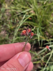 Tulbaghia acutiloba