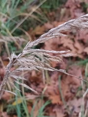 Calamagrostis epigejos