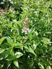 Ocimum basilicum