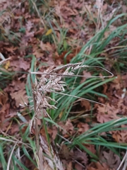 Calamagrostis epigejos